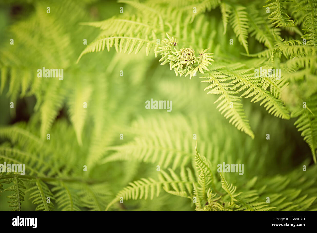 Foglia di felce foglie verde cresce a Kew Botanical Gardens a Londra, Regno Unito Foto Stock