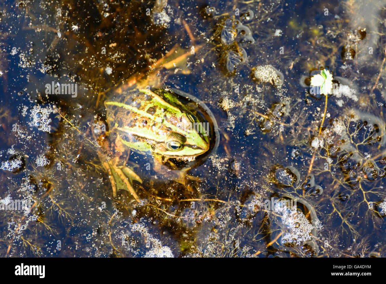 Schrems Pond Frog ( Pelophylax kl . Esculentus Pelophylax esculentus ' ' o ' Rana esculenta ' ) nel parco naturale Hochmoor Sch Foto Stock