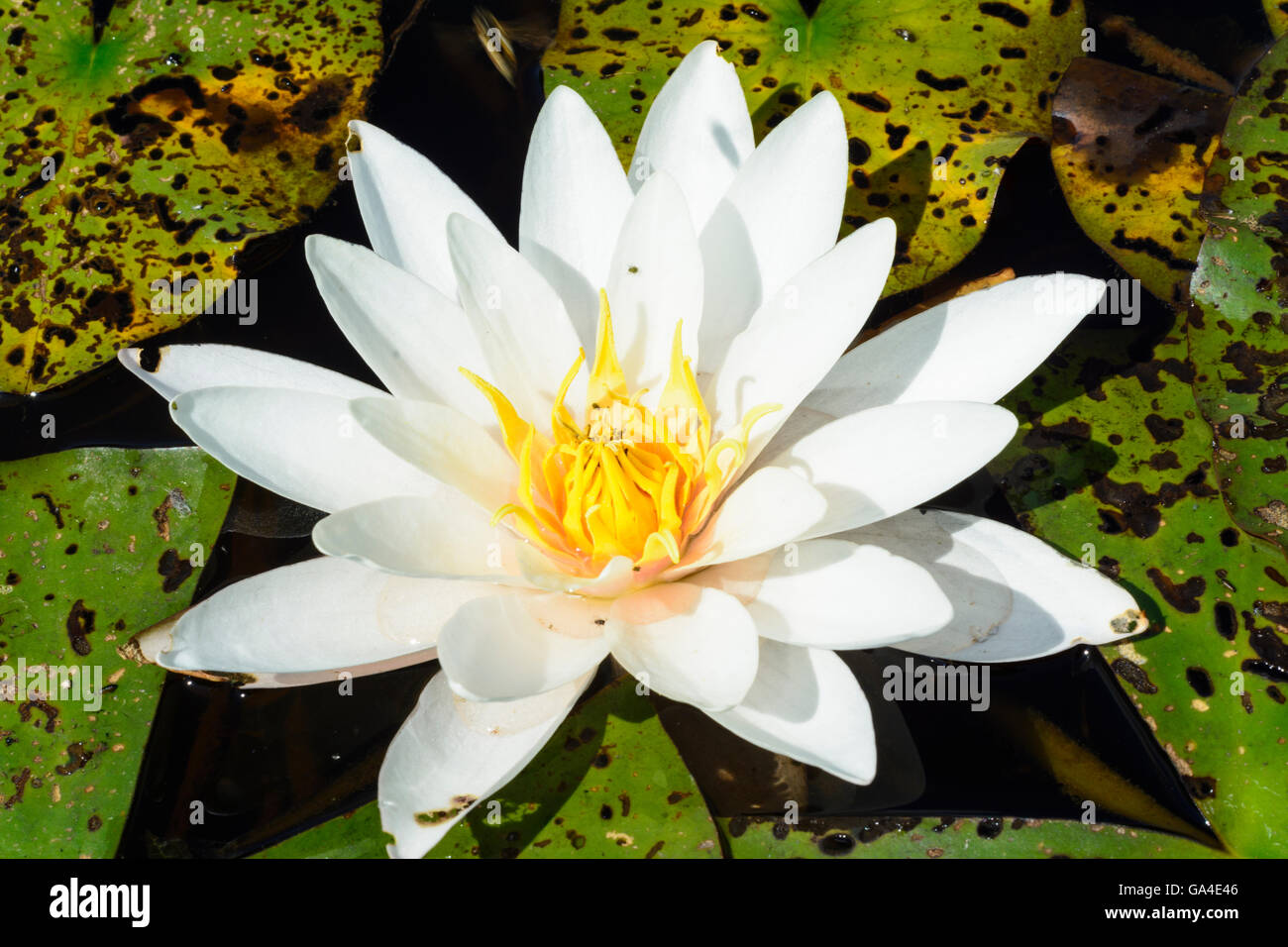 Schrems fiore bianco del giglio di acqua ( Nymphaea alba ) Austria Niederösterreich, Bassa Austria Waldviertel Foto Stock