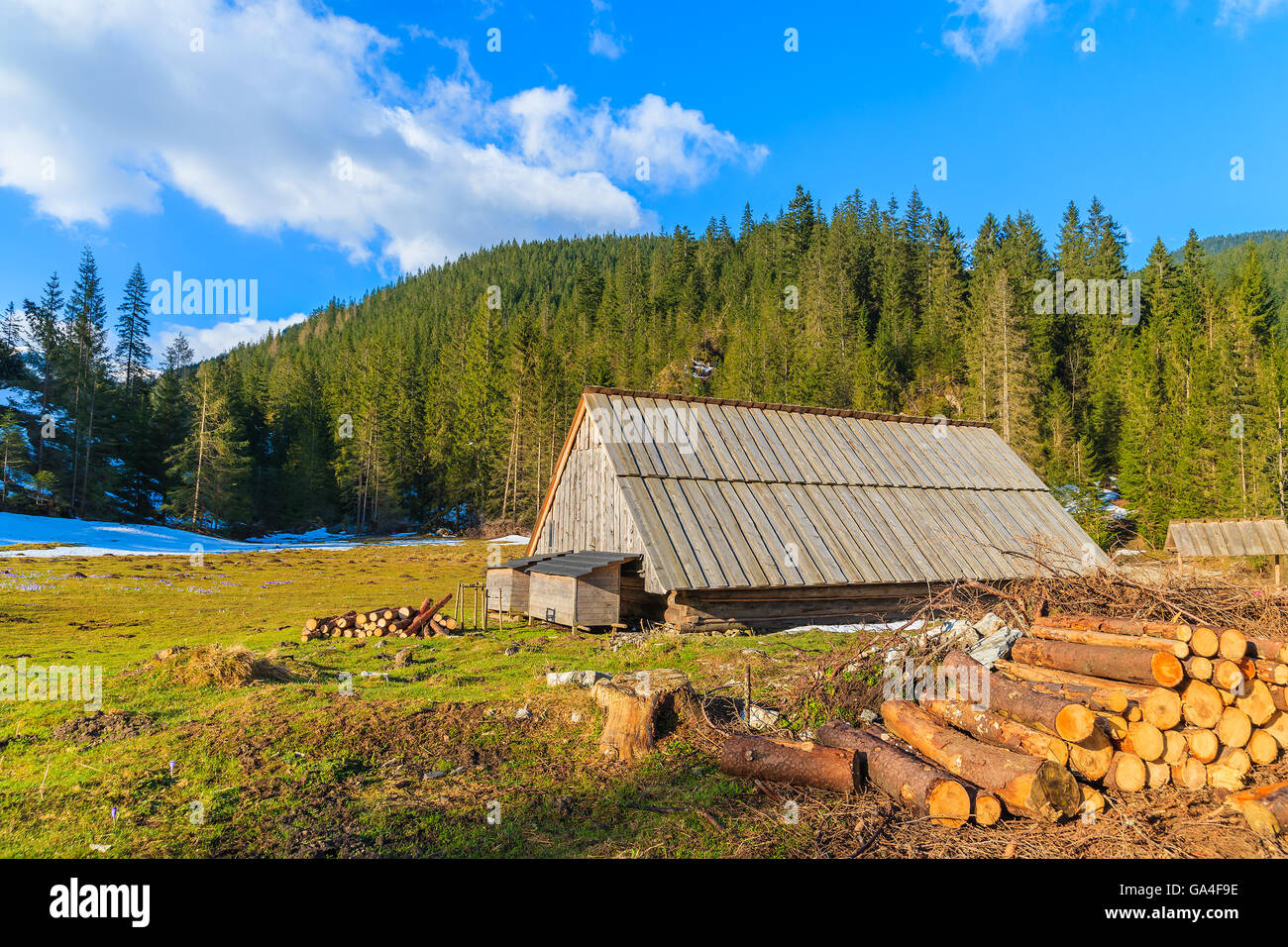 Catasta di legno e la vecchia capanna sul prato con crocus in fiore fiori in valle Chocholowska, Monti Tatra, Polonia Foto Stock