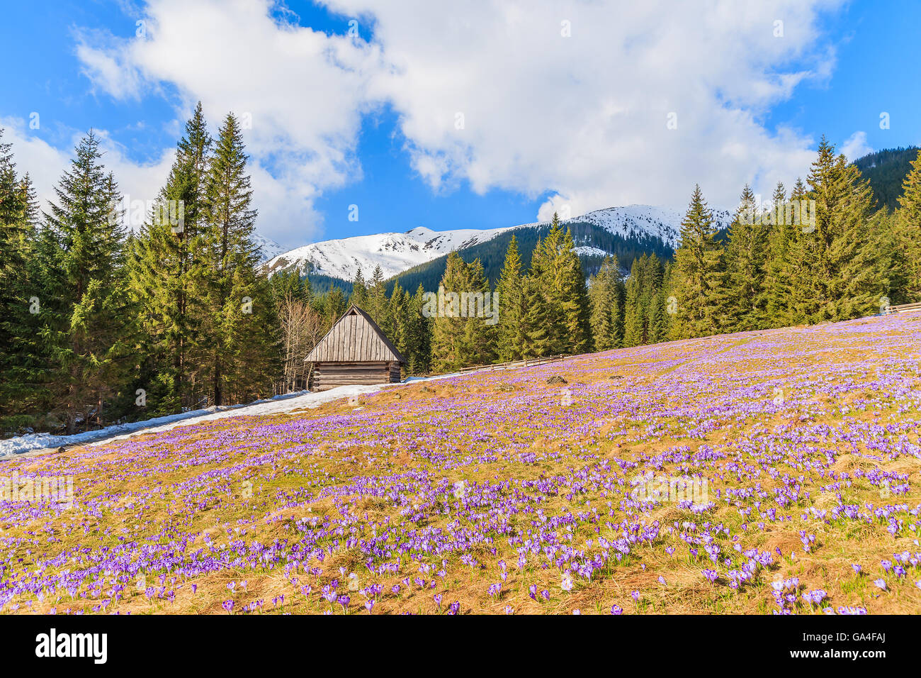 Prato con crocus in fiore fiori in valle Chocholowska e capanne di legno in background, Monti Tatra, Polonia Foto Stock
