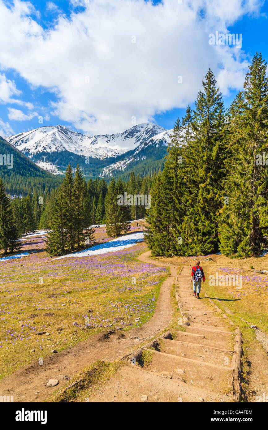 Unidentified tourist camminando sul sentiero escursionistico nella valle Chocholowska nella stagione primaverile, Monti Tatra, Polonia Foto Stock