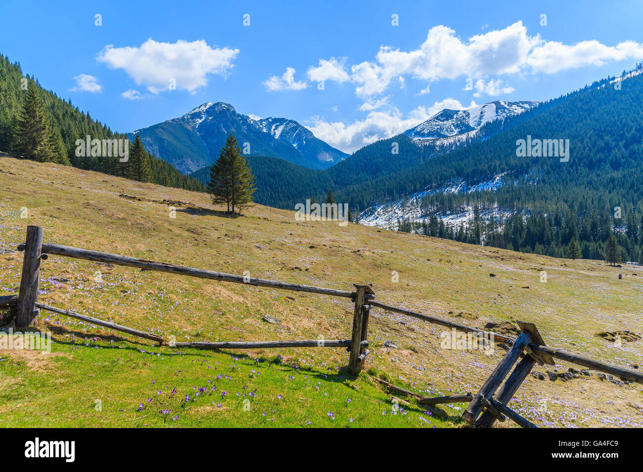 Recinto sul prato con crocus in fiore fiori in valle Chocholowska, Monti Tatra, Polonia Foto Stock