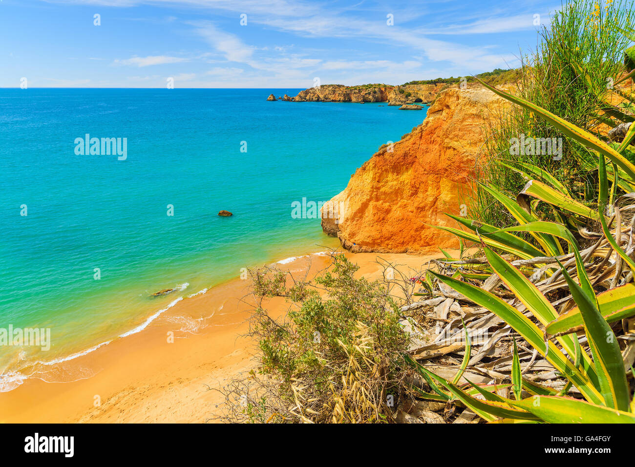 Vista di Praia da rocha beach a Portimao con verde agave impianto in primo piano, Portogallo Foto Stock