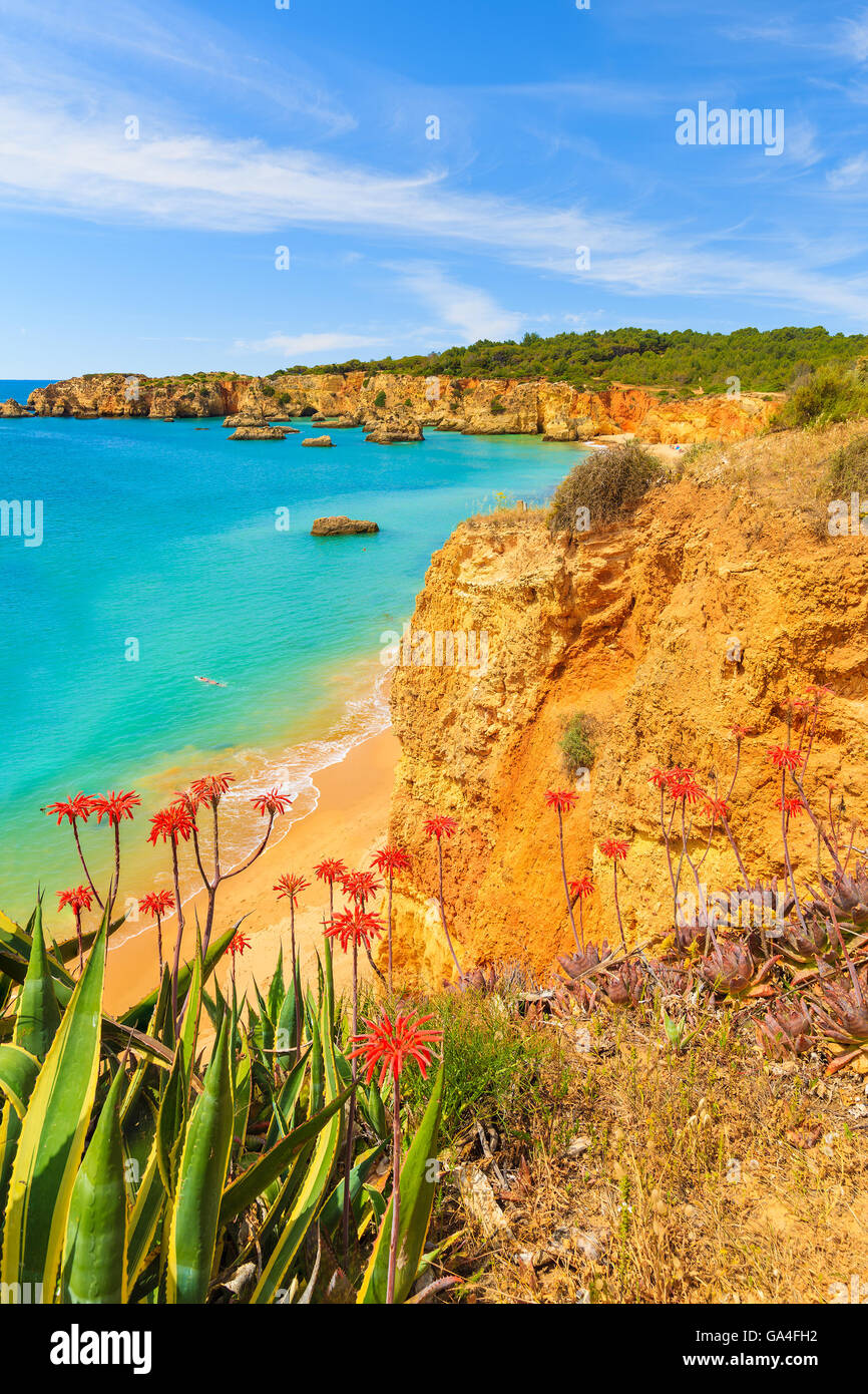 Vista di Praia da rocha beach a Portimao con fiori di colore rosso in primo piano, Portogallo Foto Stock