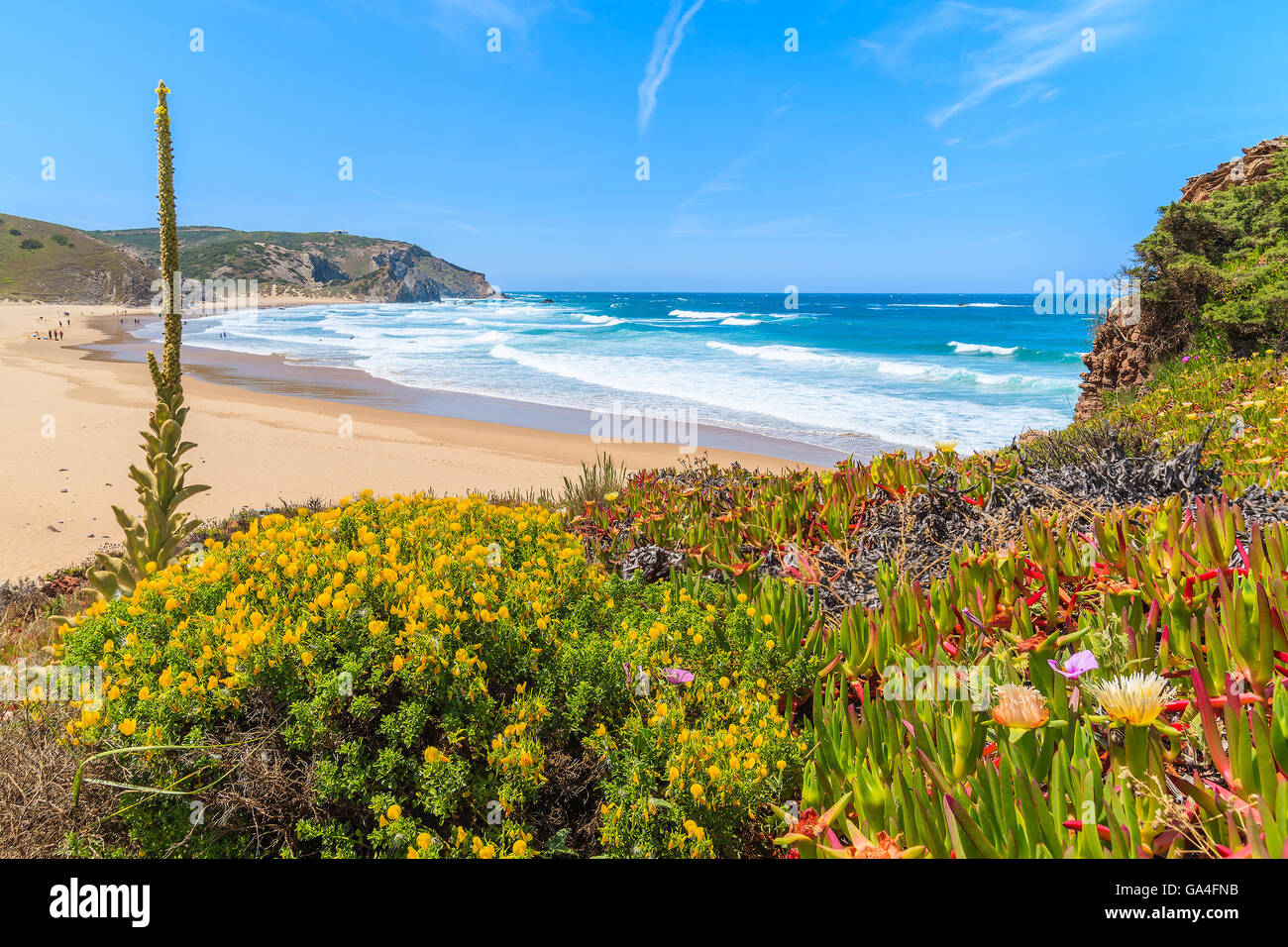 Fiori di primavera sulla Praia do Amado beach, luogo famoso per il surf, la regione di Algarve, PORTOGALLO Foto Stock