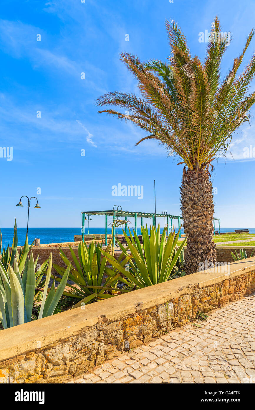 Albero di palme e piante tropicali sulla passeggiata costiera in Luz città, regione di Algarve, PORTOGALLO Foto Stock