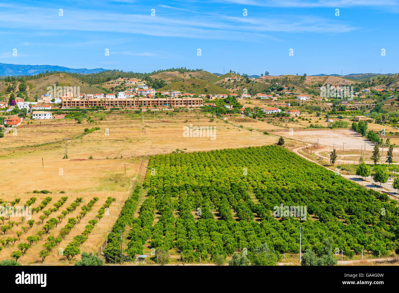 Una vista del campo di olivi nel paesaggio di campagna vicino a Silves città, regione di Algarve, PORTOGALLO Foto Stock