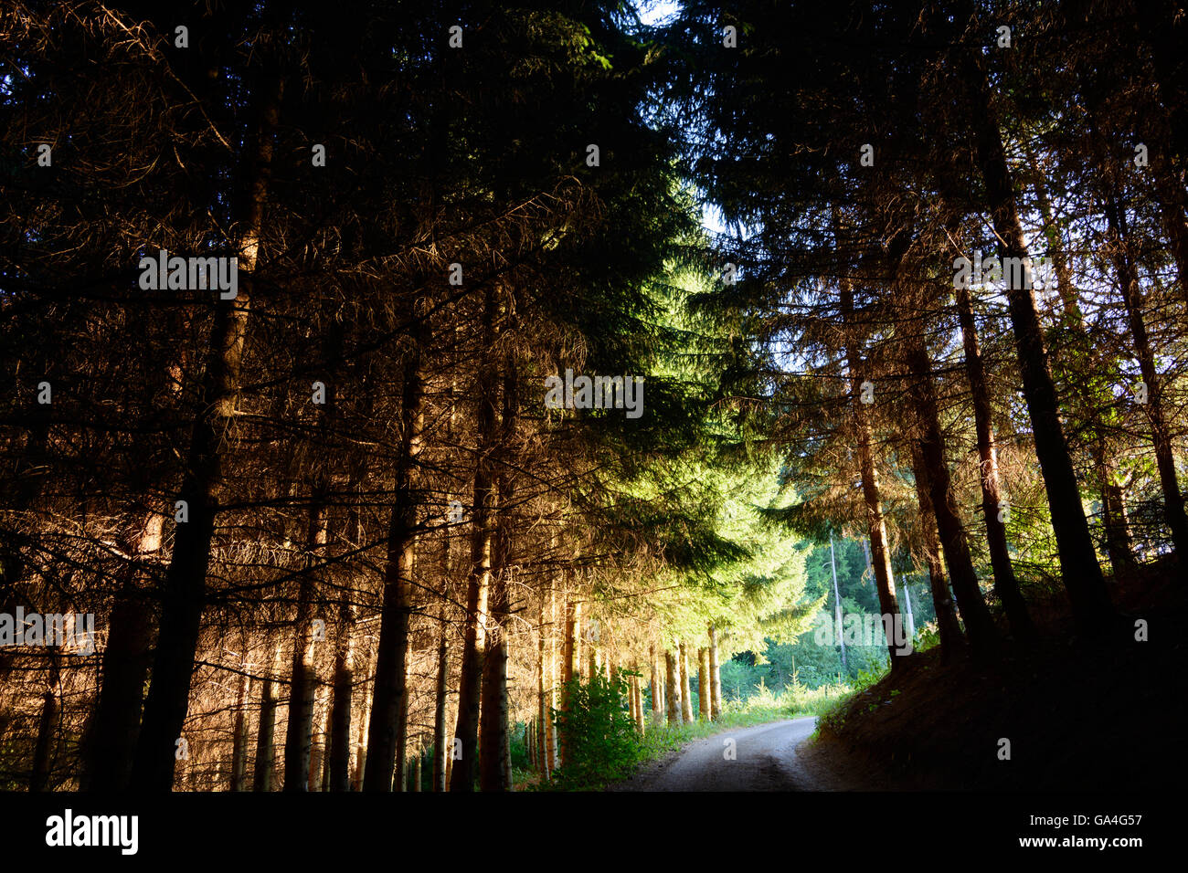 Zwettl strada forestale nell'ultima luce del sole Austria Niederösterreich, Bassa Austria Waldviertel Foto Stock