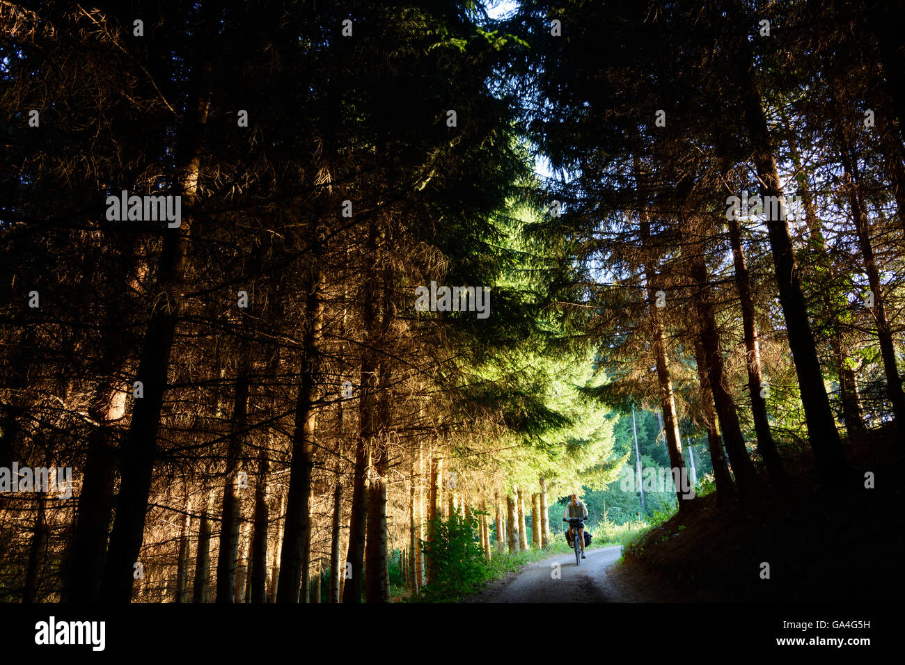 Zwettl strada forestale nell'ultima luce del sole, ciclista Austria Niederösterreich, Bassa Austria Waldviertel Foto Stock