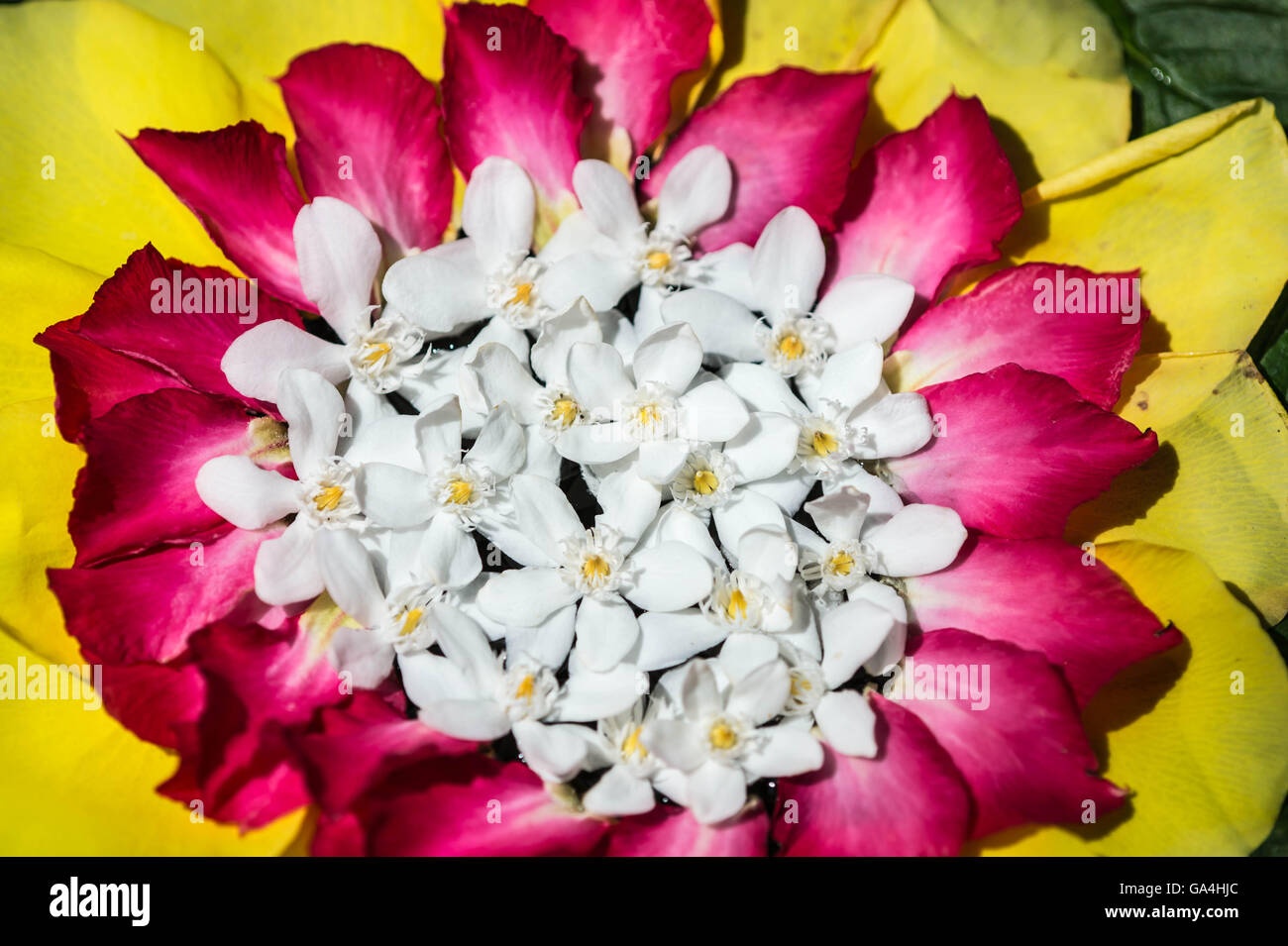 Bella composizione sono costituiti da fiori tropicali e foglie close up Foto Stock