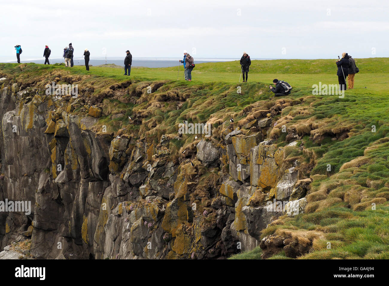 Birdwatching in Islanda Foto Stock