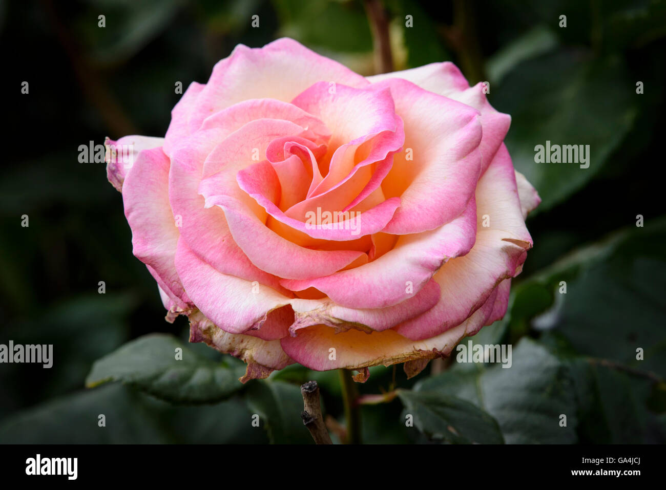 Rosa e rosa gialla in piena fioritura ma appena passato è meglio con alcuni petali di bordo morendo Foto Stock