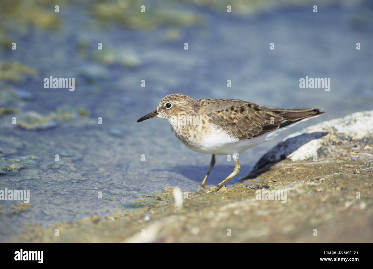 Di Temminck stint (Calidris temminckii) Saline Kalloni Lesvos Grecia Foto Stock