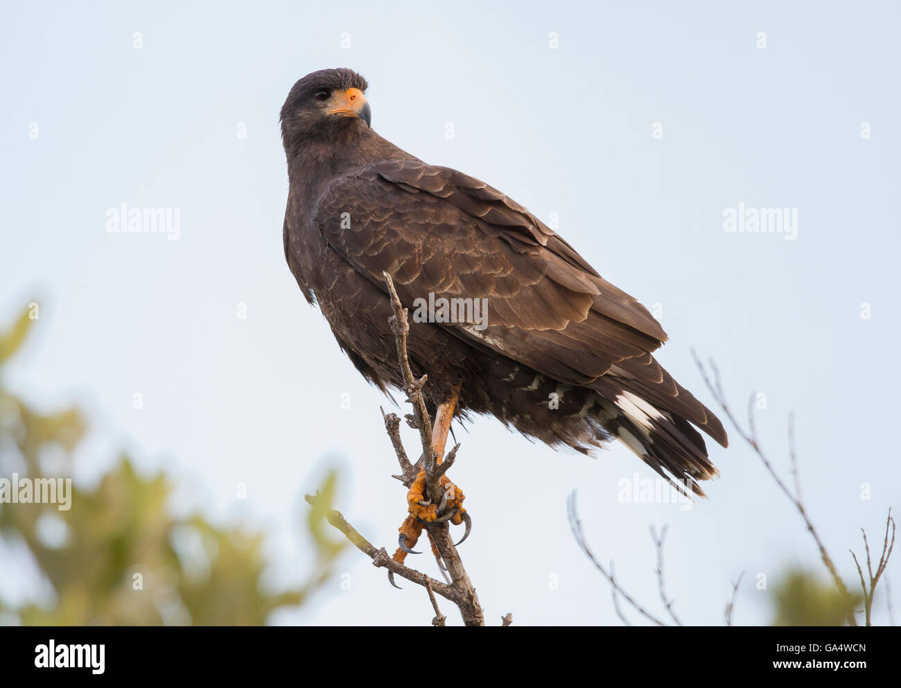 Cubano Falco nero appollaiato su un ramo in Zapata palude, una popolare area di birdwatching in Cuba Foto Stock