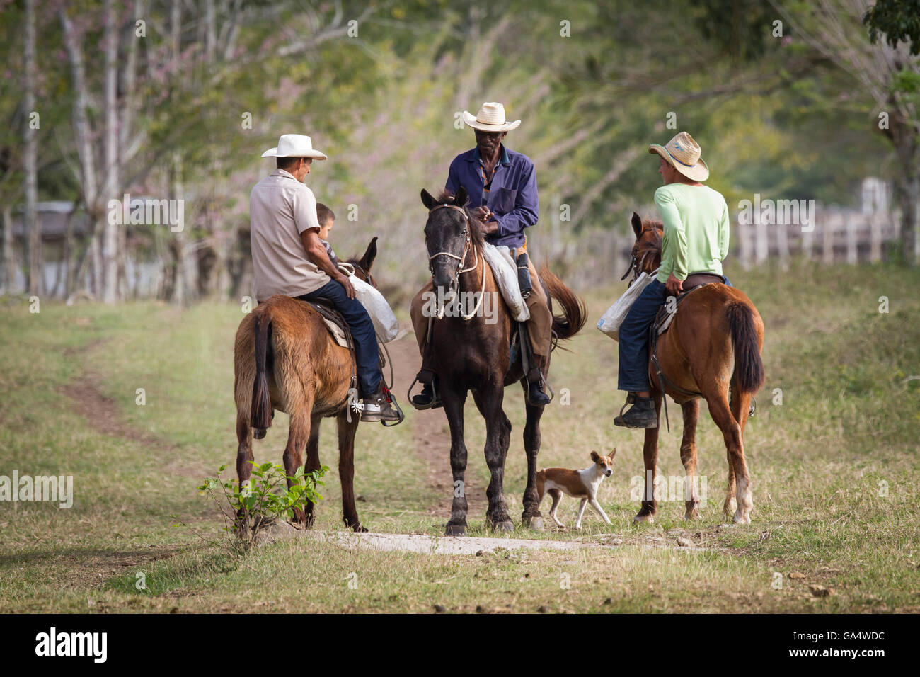 Cowboy a cavallo parlando vicino a Hacienda La Belen, un gruppo di lavoro di ranch e birdwatching area in Cuba Foto Stock
