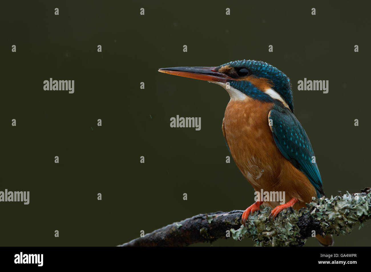 Kingfisher (Alcedo atthis) Foto Stock