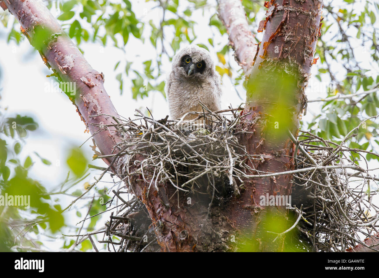 Stige owlet (Asio stygius) in alto in una struttura in nido alla penisola di Zapata, Matanzas, Cuba Foto Stock