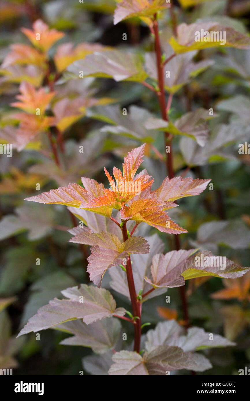 Physocarpus opulifolius Diable D'o foglie di inizio dell'estate. Foto Stock