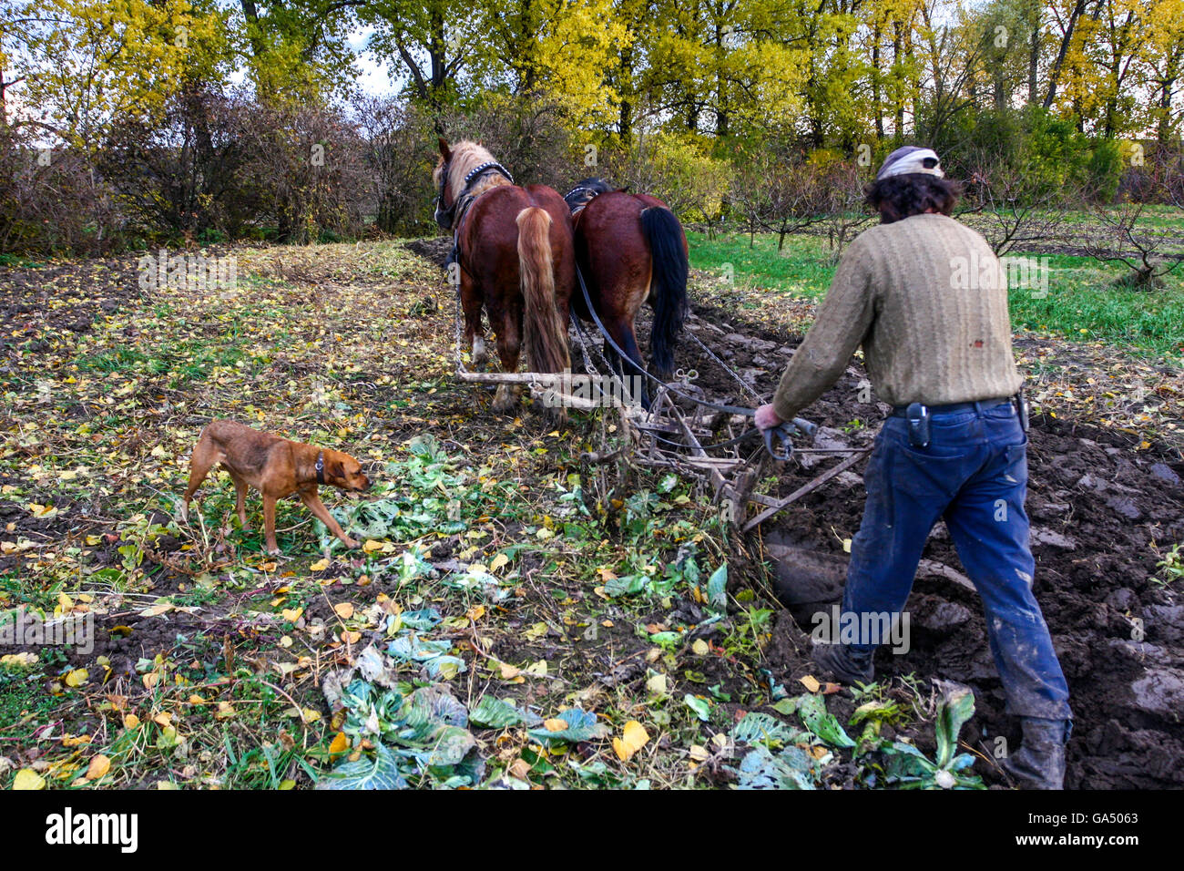 Aratura con cavalli Farmer aratura cavalli campo Moravia Sud Repubblica Ceca agricoltore Foto Stock