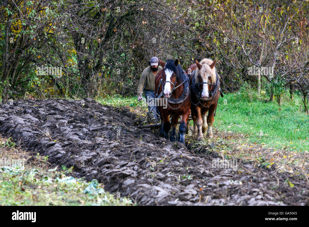 Aratura con cavalli Farmer aratura cavalli campo Moravia Sud Repubblica Ceca agricoltore Foto Stock