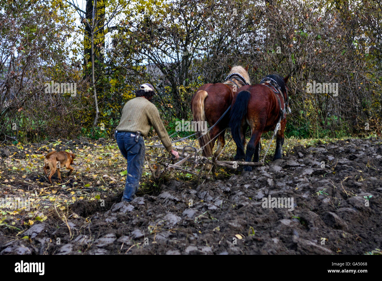 Aratura con cavalli Farmer aratura cavalli campo Moravia Sud Repubblica Ceca agricoltore Foto Stock