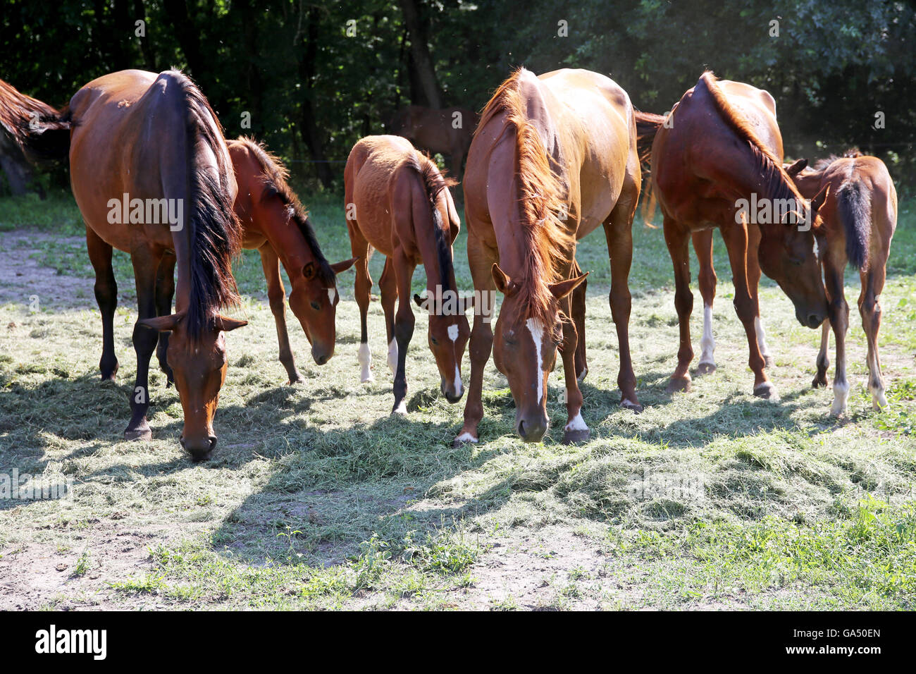 Thoroughbred gidran cavalli freschi mangiare erba falciata su un cavallo rurale farm quando il sole va giù Foto Stock