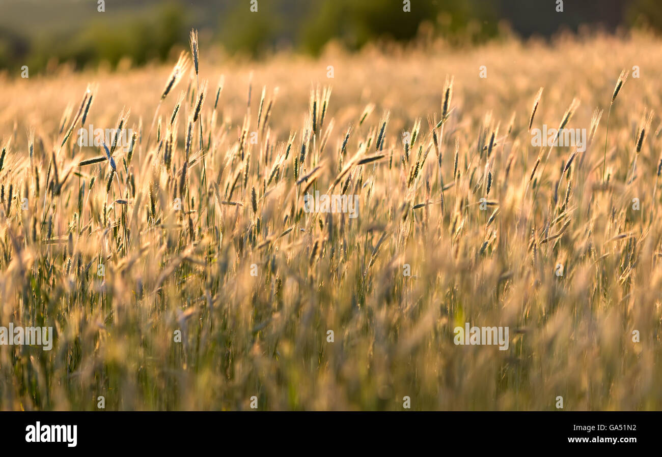 Tramonto sul campo di grano Foto Stock