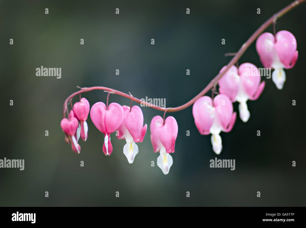 Fragile fiore rosa su sfondo grigio Foto Stock
