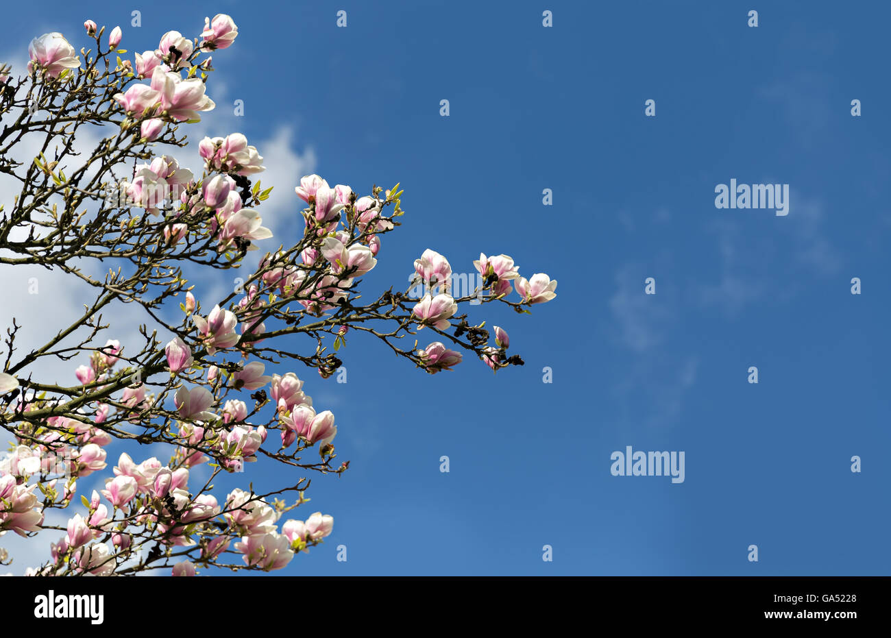 Rosa in fiore fiori di magnolia sul cielo blu sullo sfondo Foto Stock