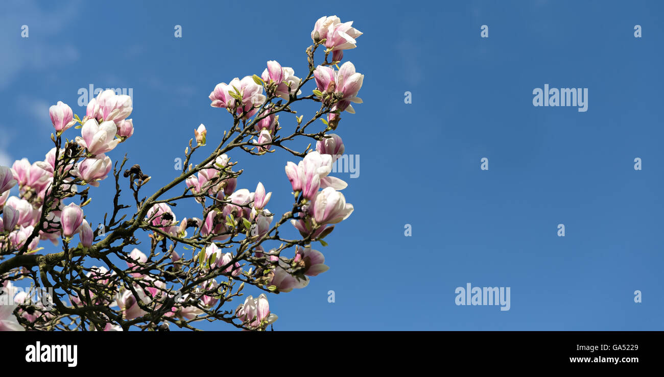 Bloming rosa fiori di magnolia sul cielo blu sullo sfondo Foto Stock