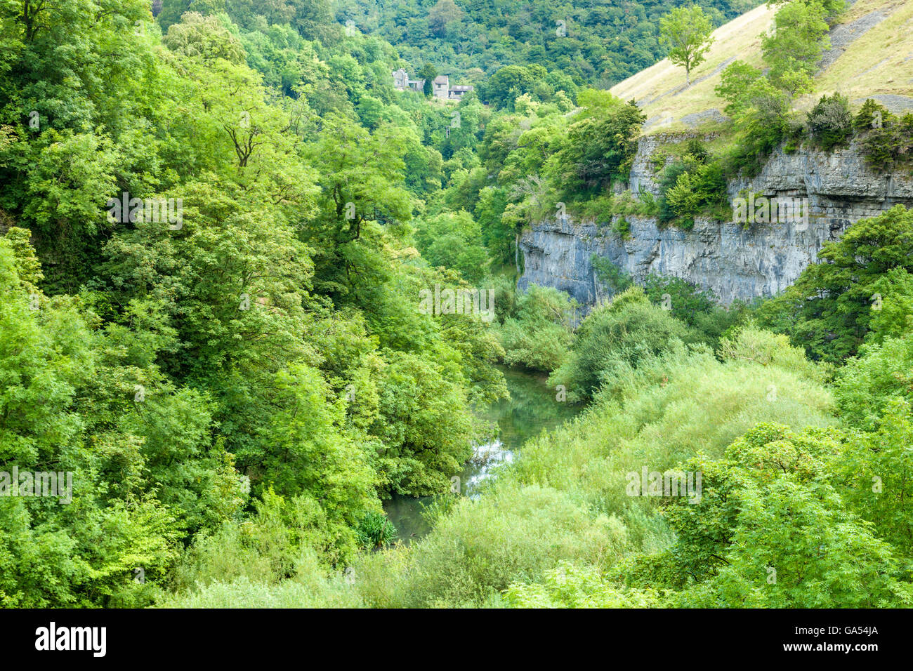 Il fiume Wye quasi nascosta da alberi in Miller Dale nel Derbyshire Dales, picco bianco, Parco Nazionale di Peak District, England, Regno Unito Foto Stock