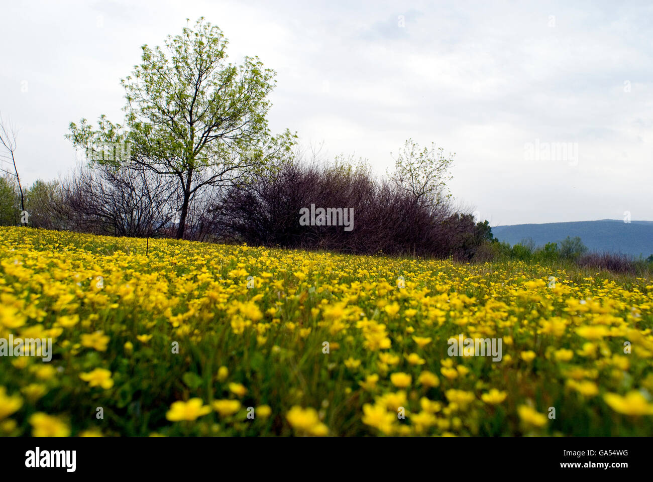 Fiori Selvatici presso il villaggio della città di Bursa, Turchia Foto Stock