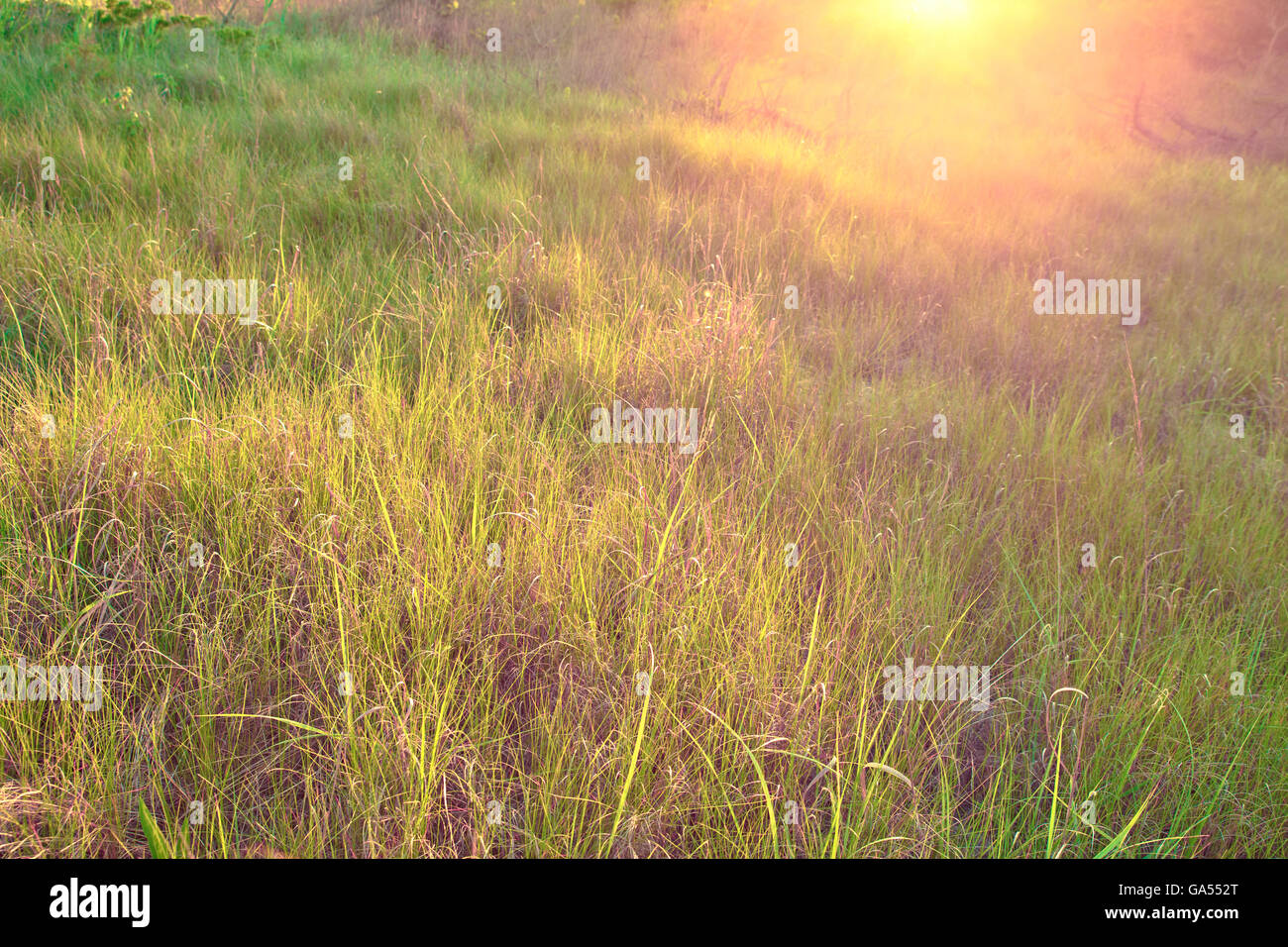 L'erba naturale prato con golden luce del sole di mattina Foto Stock