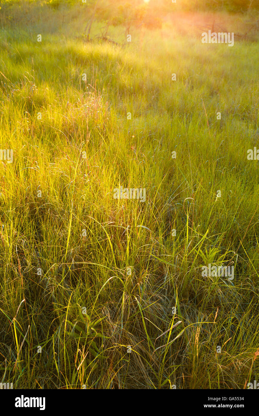 L'erba naturale prato con golden luce del sole di mattina Foto Stock