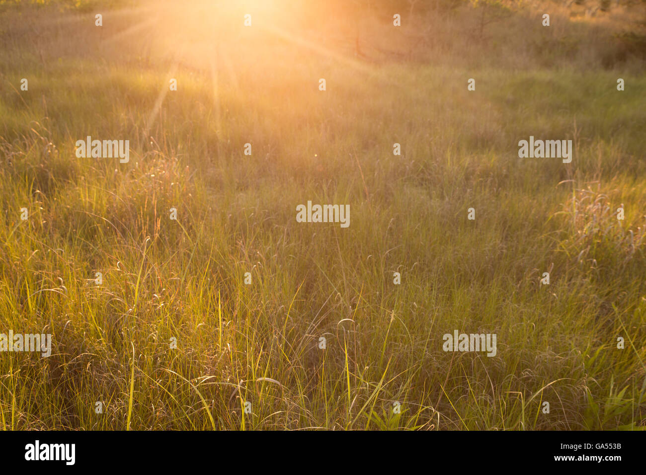 L'erba naturale prato con golden luce del sole di mattina Foto Stock