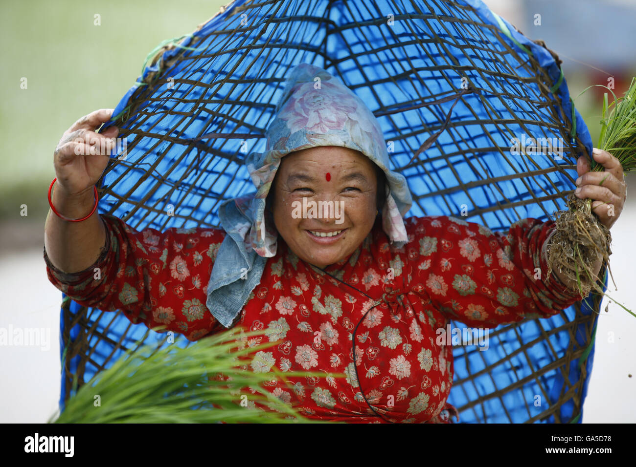 Lalitpur, Nepal. 3 Luglio, 2016. Un contadino Nepalese indossando un tradizionale ombrellone noto anche come Ghoom reagisce durante la semina Riso alberelli nelle risaie sulla stagione dei monsoni nei pressi del villaggio di Khokana in Lalitpur, Nepal, domenica 3 luglio 2016. © Skanda Gautam/ZUMA filo/Alamy Live News Foto Stock