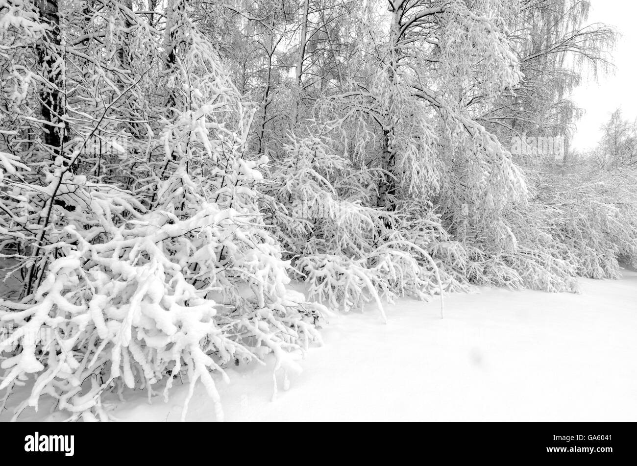 Alberi in inverno tempesta di neve Foto Stock
