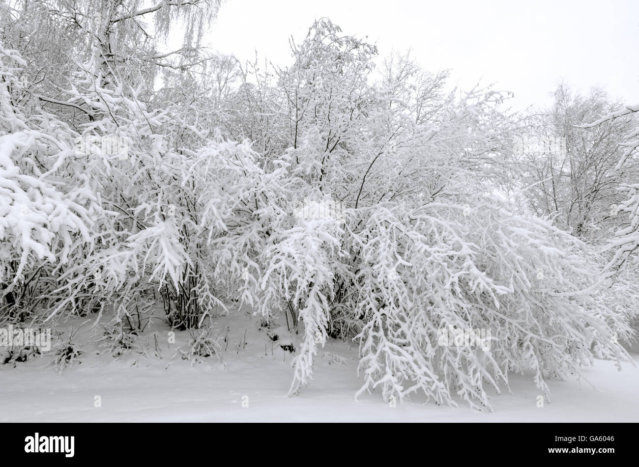 Alberi in inverno tempesta di neve, campagna europea in inverno Foto Stock