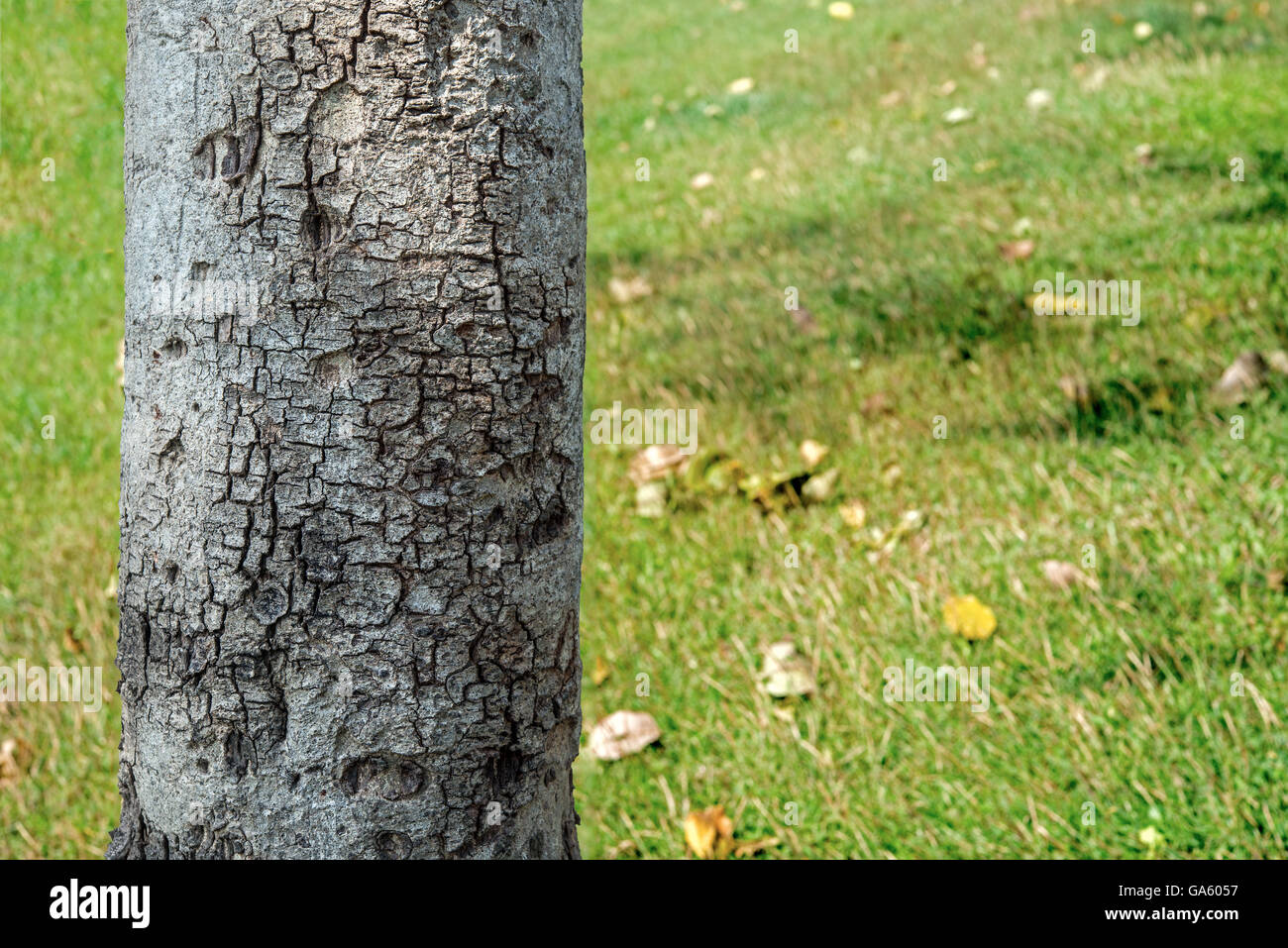 Alberi tronco e lo sfondo fuori fuoco erba verde nel Parco Foto Stock