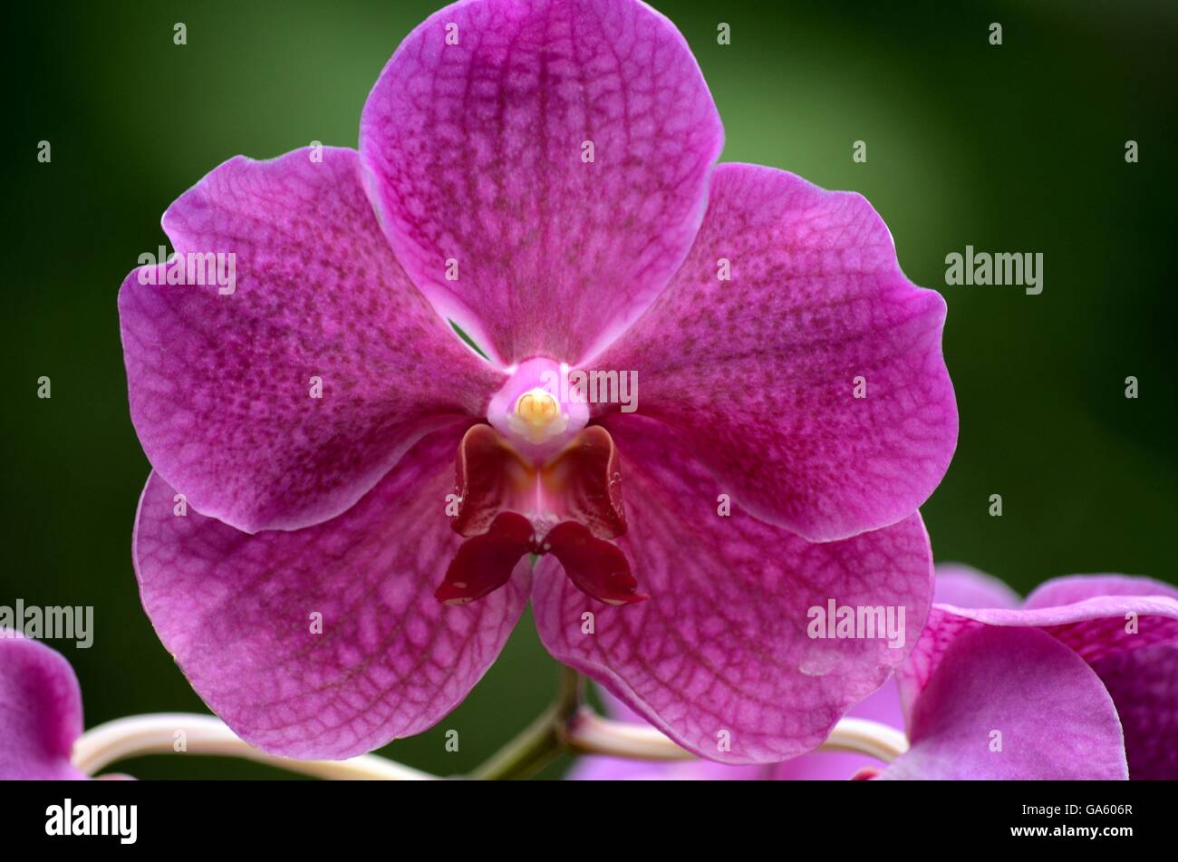 Close up macro di viola viola di fiori di orchidea Foto Stock