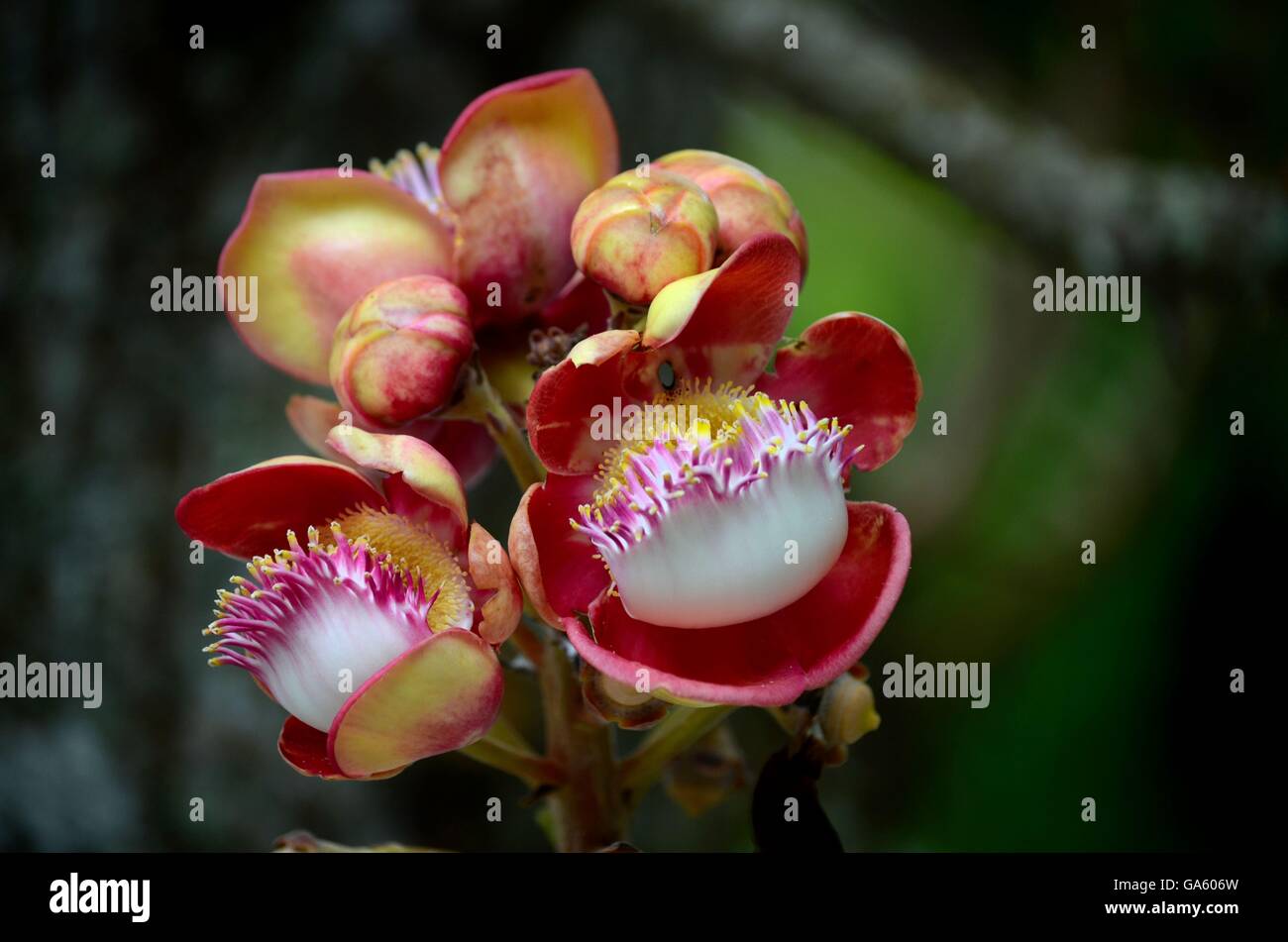 Close-up macro di fiori e frutta di Cannonball tree Foto Stock