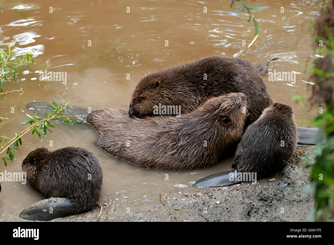 Castoro europeo e youngs, Rosenheim, Baviera, Germania, Europa / (Castor fiber) Foto Stock