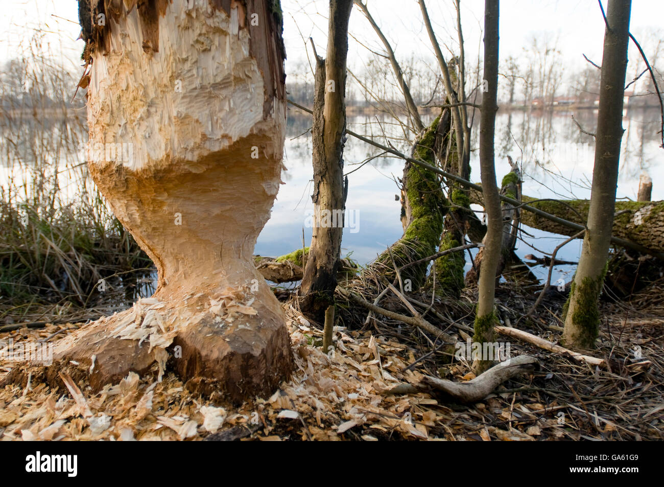 Albero rosicchiato da beaver, Rosenheim, Baviera, Germania, Europa / (Castor fiber) Foto Stock