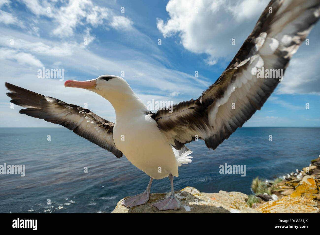 Nero-browed Albatros, Saunders Island, Isole Falkland / (Thalassarche melanophris) Foto Stock