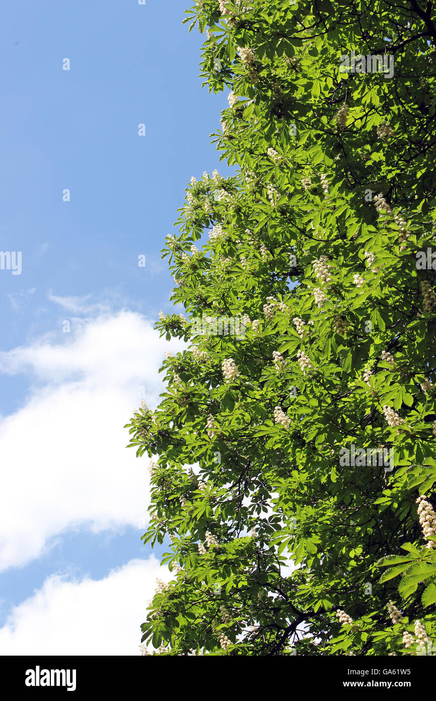 Albero di castagno fioritura oltre il cielo blu Foto Stock