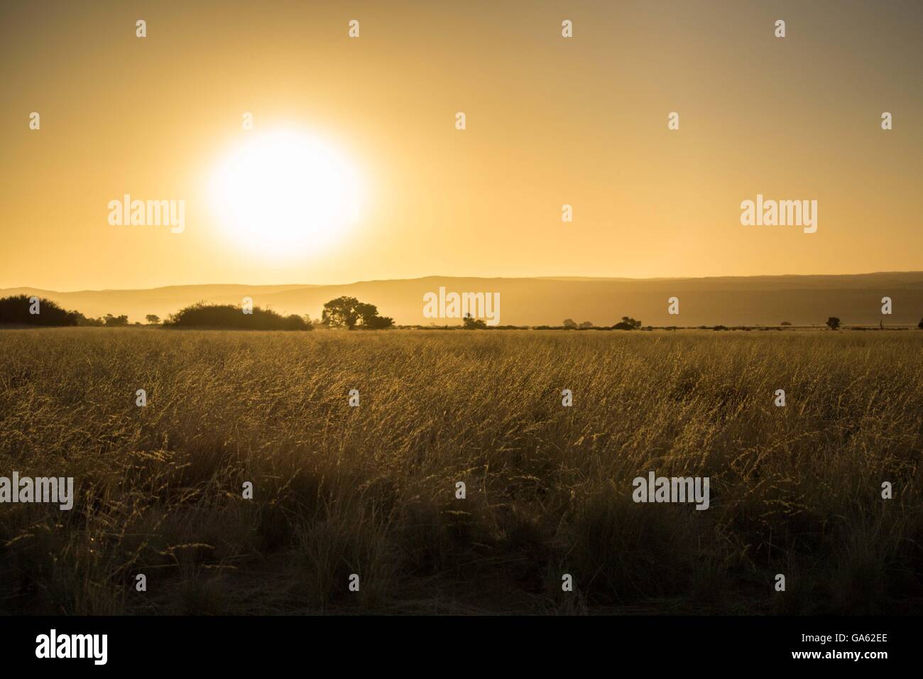 Malinconia savana al tramonto Foto Stock