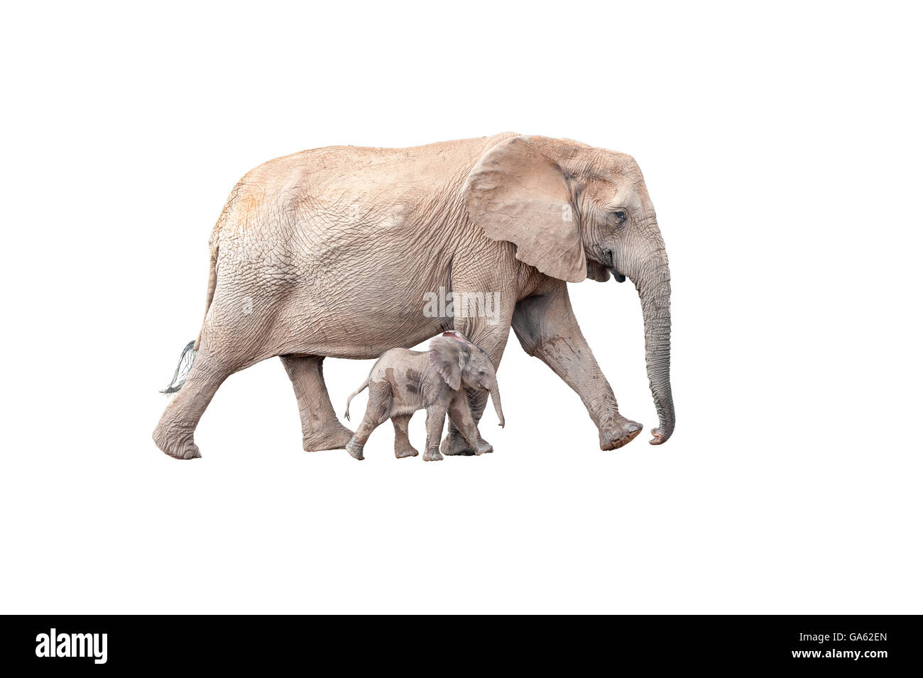 Un piccolo elefante di vitello, Loxodonta africana, camminando accanto a sua madre isolato su bianco Foto Stock