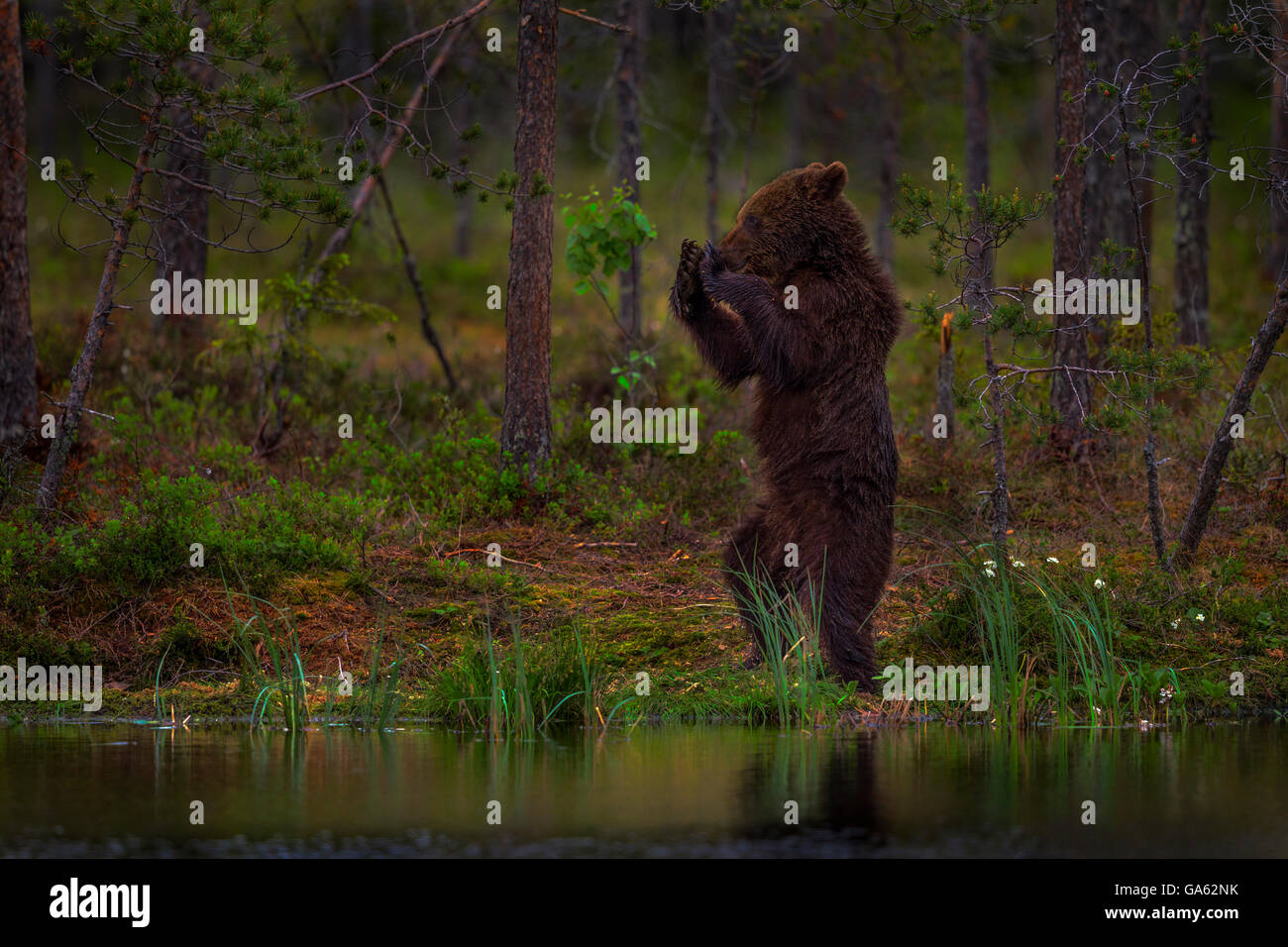 Un giovane orso bruno in piedi le sue gambe posteriori, Finlandia. Foto Stock
