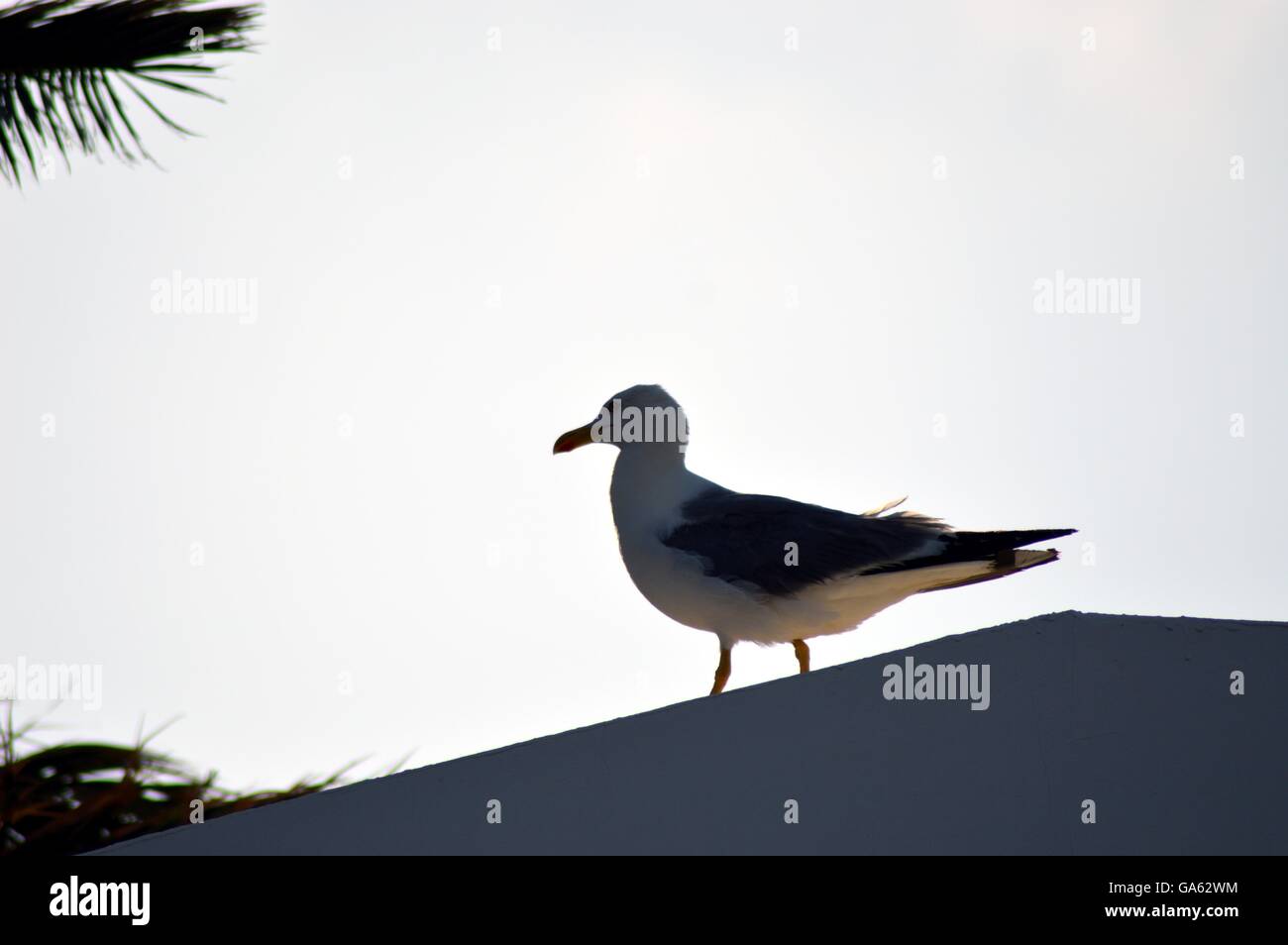 Gull sul tetto di un hotel a Creta Foto Stock